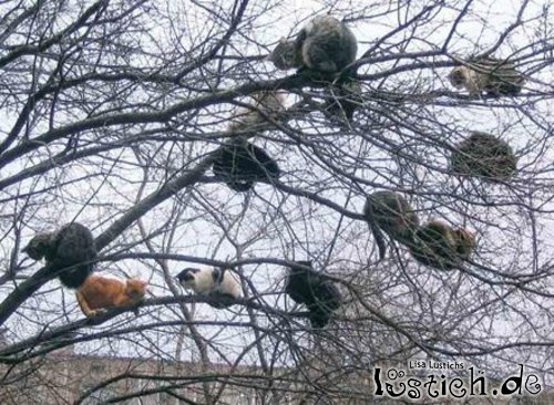 Katzenbaum Katzenbaum