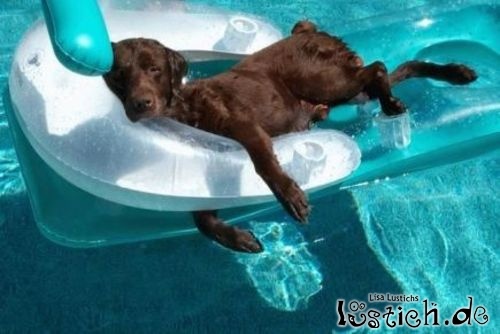 Super cooler Hund Super cooler Hund
