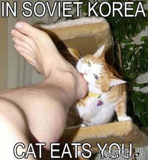 Von wegen in China essen sie Katzen Von wegen in China essen sie Katzen