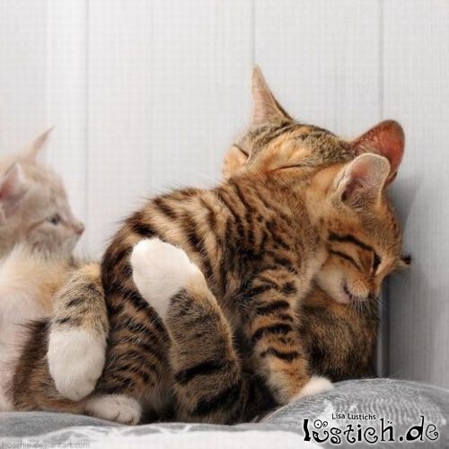 Katze umarmt Kätzchen