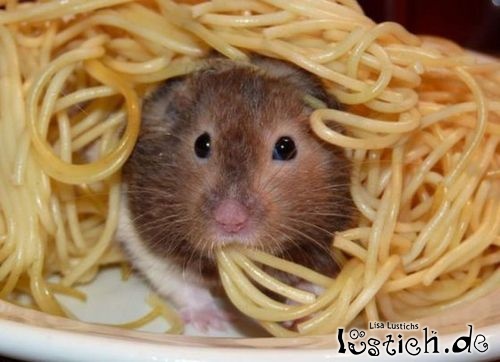 Maus isst Spagetti