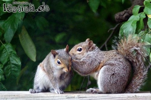 Eichhörnchen tuscheln