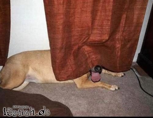 Wenn Hunde sich verstecken