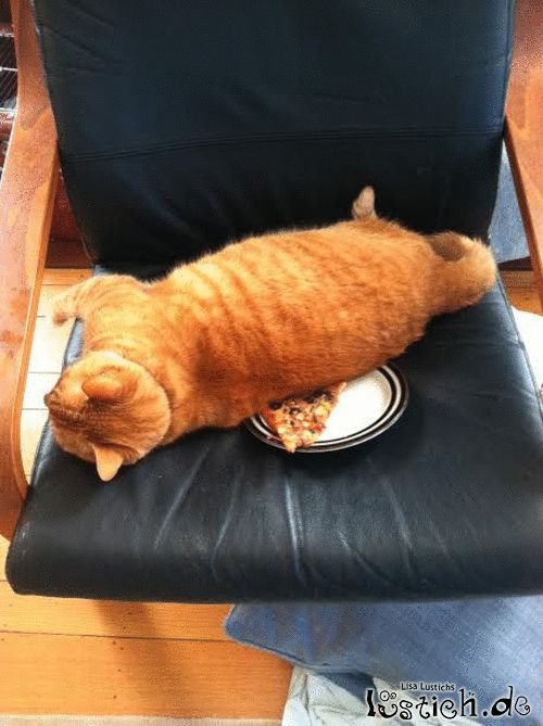 Warum ist da eine Pizza auf meinem Stuhl?