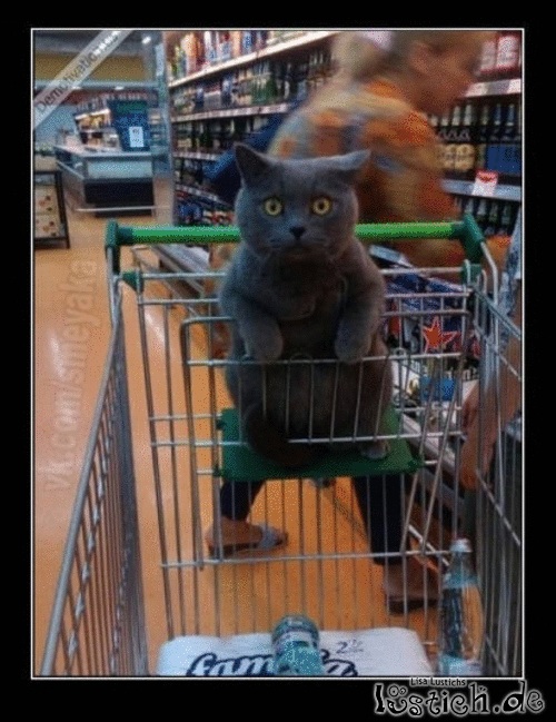 Mit Katze einkaufen