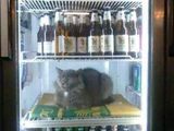 Katzenfrost