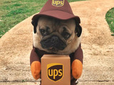 UPS Dog