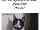 Pimmelkopf