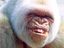 Grinsender Gorilla
