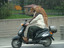 Hund aufn Motorrad