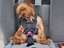 Angeschnallter Hund