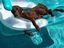Super cooler Hund