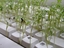 Eine Tastatur als Plantage