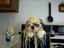 Spaghetti-Hund