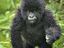Gorillakind