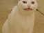 Facelift-Kitteh