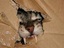 Schrödingers Katze lebt