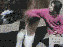 Pferd wehrt sich (gif)