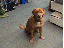Kluger Hund (gif)