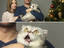 Weihnachtskatze