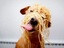 Spaghettihund