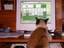 Solitaire-Katze