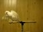 Der lustich tanzende Vogel