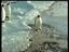 Trottelpinguin Trottelpinguin