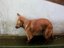 Hund will schlafen